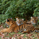 Illustration for article titled Caturday - Panthera tigris Edition